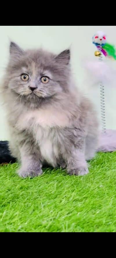 pure persian cats vaccinated triple coated WhatsApp 03317823482