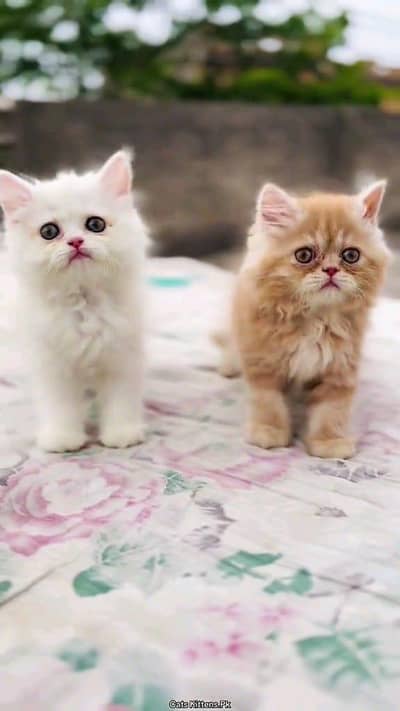 Persian cat for sale male or female my WhatsApp0321=4390746