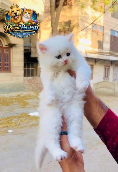 Pure Quality Persian Kitten | 55 Days Old | Royal Pets FSD