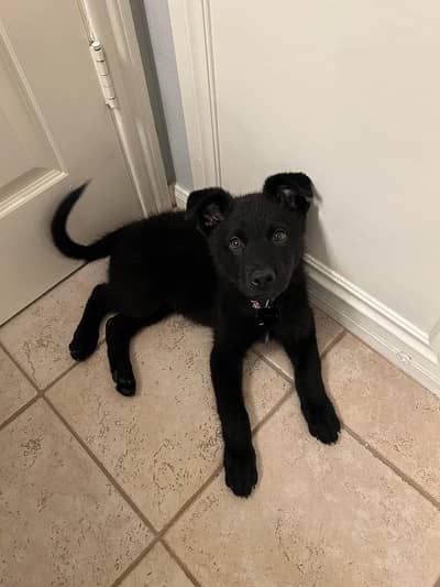 German Shepherd mix