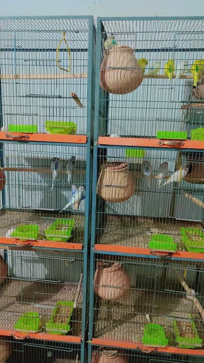 Australian parrots (pied) home breed healthy pairs