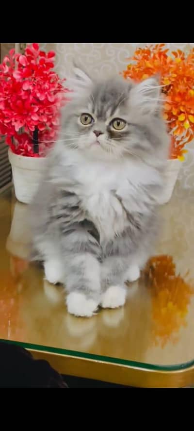 pure persian cats vaccinated triple coated WhatsApp 03317823482