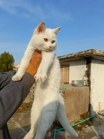 Home Raised Persian Cat – Litter Trained & Cute