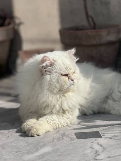 Triple coat persian male healthy