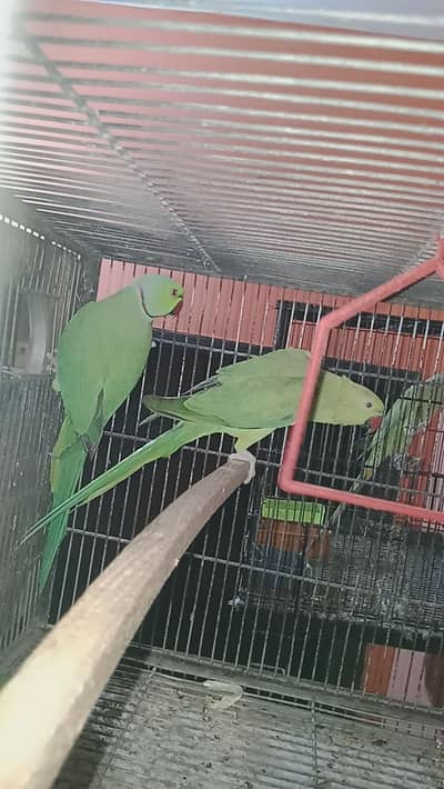 ring neck wild   breeder pair for sale