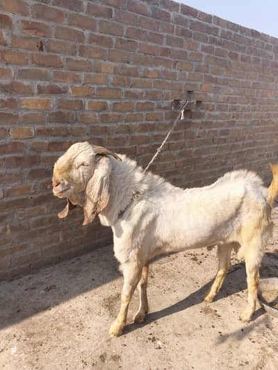 Bakra ha white color ka