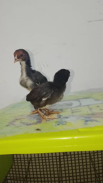 Pakistani aseel chicks|Ramadan offer|Quality chicks|For sale|