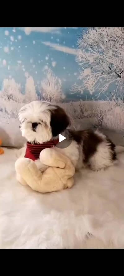 shihtzu puppy