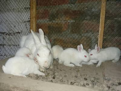 khargosh Rabbit pair 6 chicks