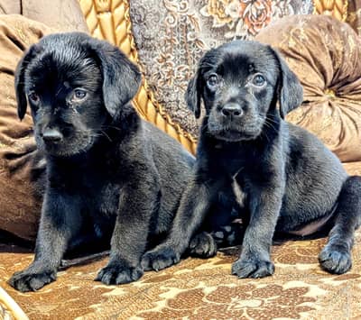 Black Labrador Puppys pair