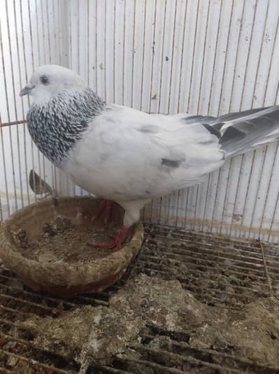 silver bajrai pair for sale
