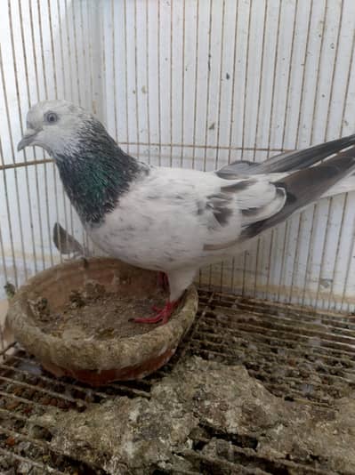 silver bajrai pair for sale