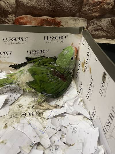 Pahari parrot raw parrot chick