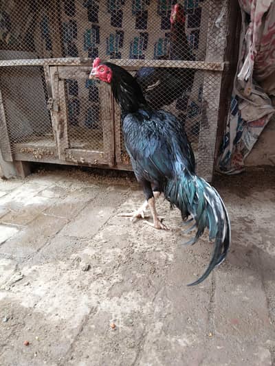 Pure Lassani murga 2.5 year age