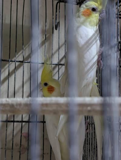 Cream Cocktail Pair for sale