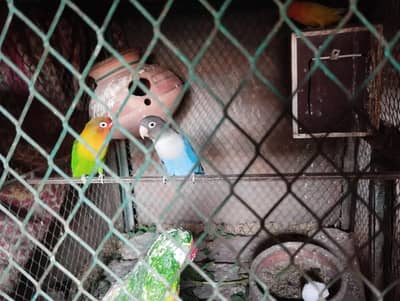love birds for sale pair 4500