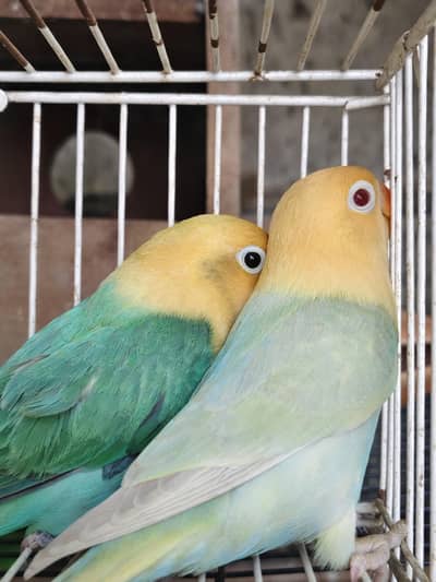 Aqua lovebirds