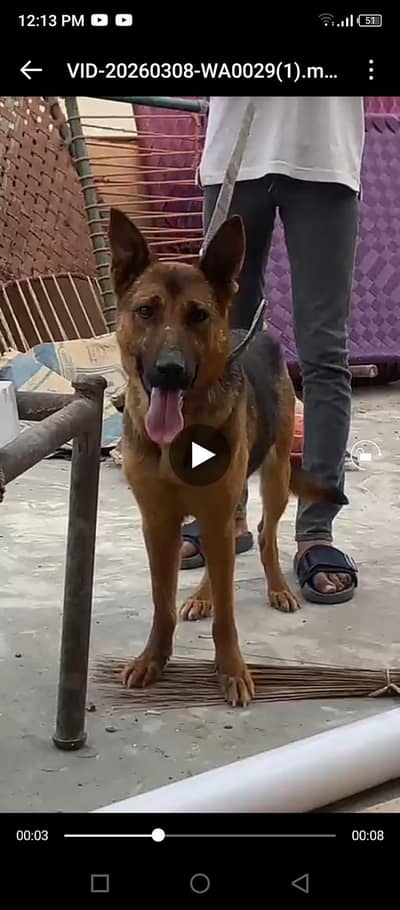 on heat female 03475981324 all breed available