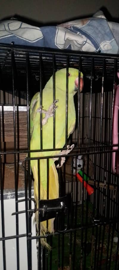 mitthu parrot