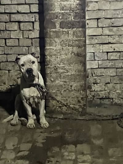 American bully male confirm stud active male bs thura sah weak a