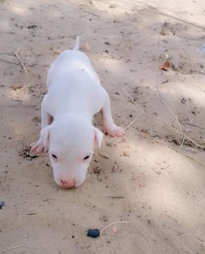 gultair female pink nose puppy