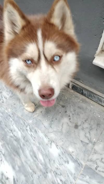 Siberian husky Brown