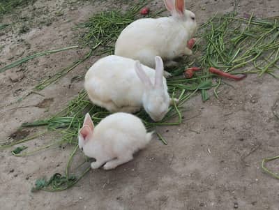 rabbit for sale 1000