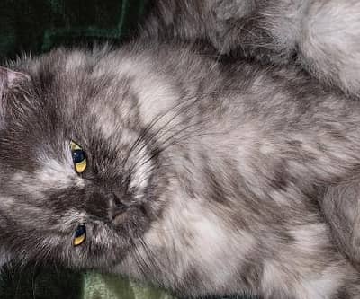 Persian litter trained, Cat for sale.