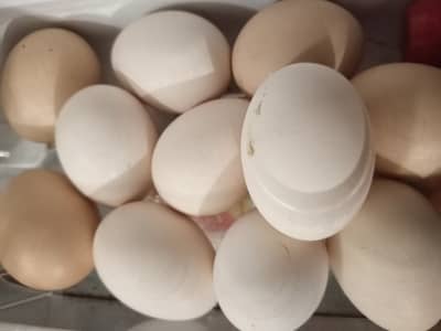 Aseel Fertile Eggs Available For Sale