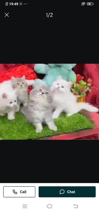 Persian cat for sale male or female my WhatsApp WhatsApp0331=3091=788