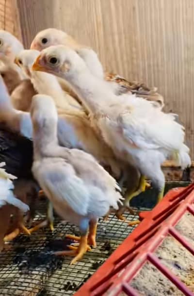 parrot beak chicks fore sale  03254481839