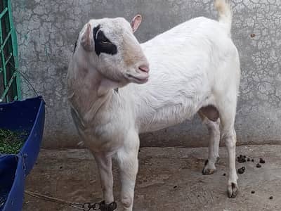 Vip Ablek Teda Bakra