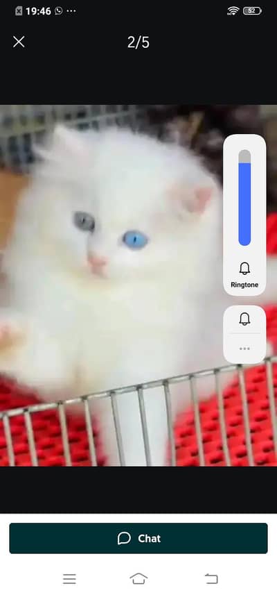 Persian cat for sale male or female my WhatsApp WhatsApp0331=3091=788