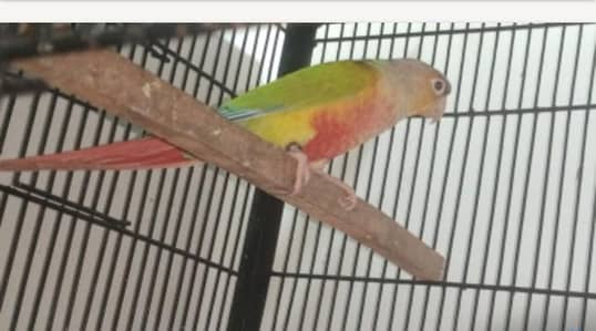 pineapple conure / conure breeder female with DNA