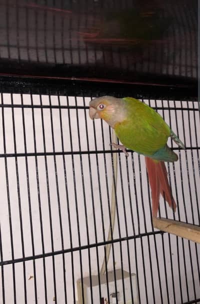 pineapple conure / conure breeder female with DNA