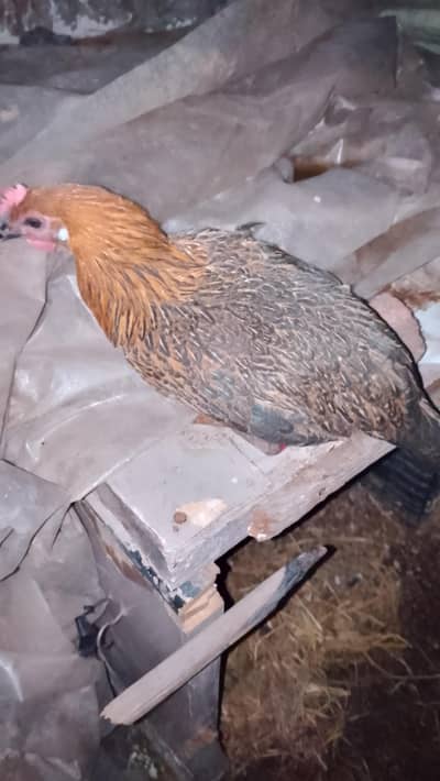 misri desi pathia 1000 each