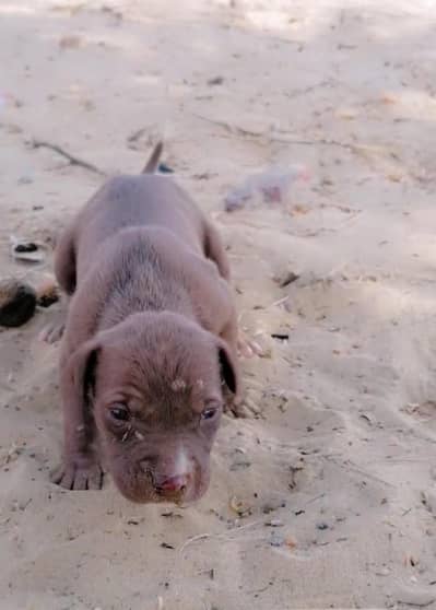Pitbull male puppy
