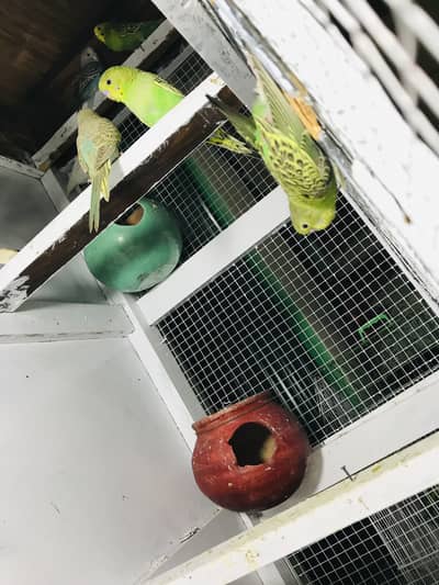 Pathy for sale astrlian parrots