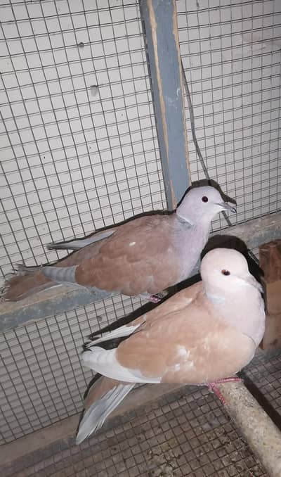 Dove Breedr Pair Available