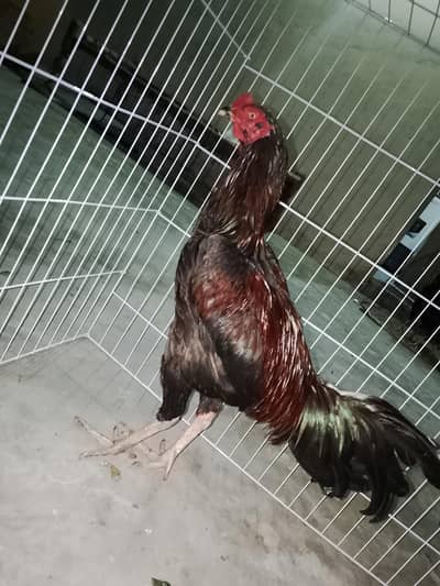 Active and Healthy Male Murgha for Sale