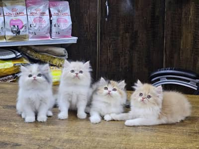 CASH ON DELIVERY (RAGDOLL SCOTTISH BICOLOR CALICO KITTENS) PUNCH FACE