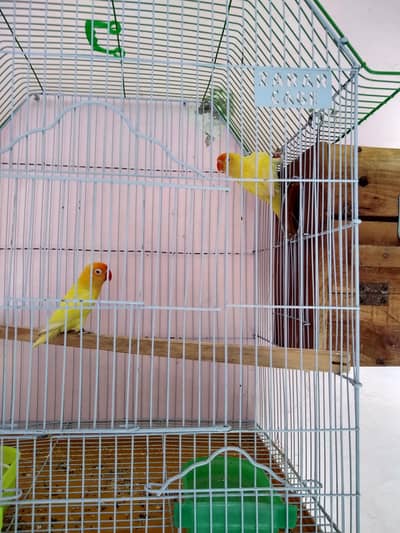 Top Quality Confirmed Breeder Pair With Cage and box