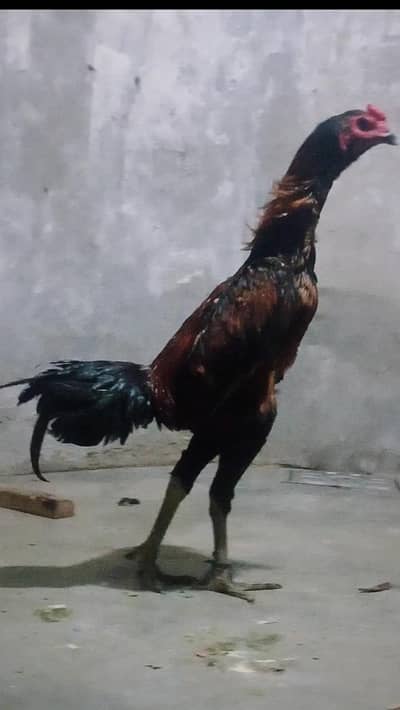 Burmi Pakoya 03193815906