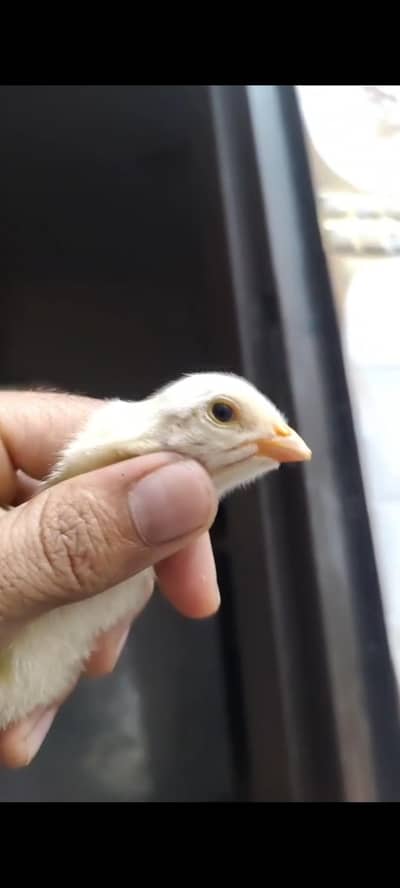 German shamo King O shamo