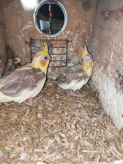 Cockatiel Chicks available for hand tame