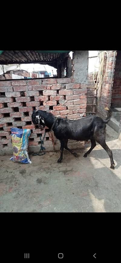 bakrA for sale he arjant sale wahtsapp pa rabta kroo03037539299