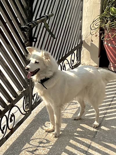 Russian dog (female)