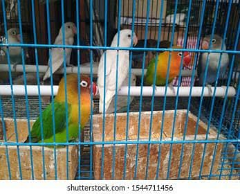 love birds mix albino split red aye and fisher