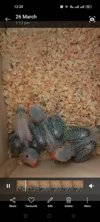 Talking Green Chicks