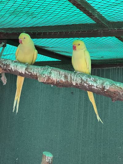 Yellow Ringneck - Excellent Quality - Healthy & Active